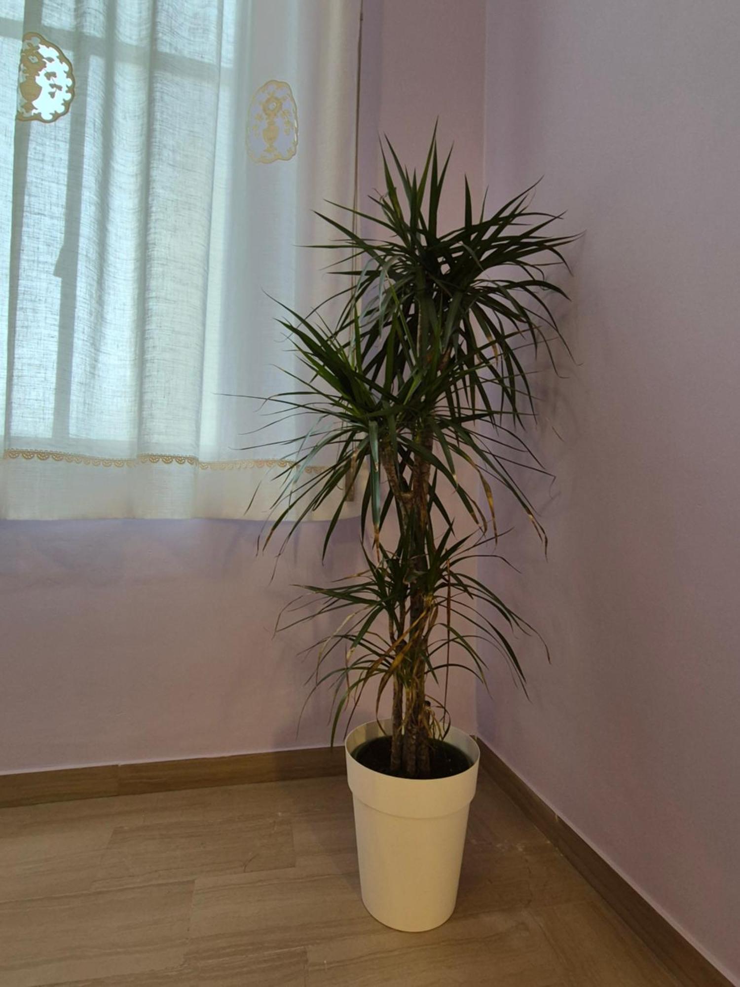 Il Sogno Degli Angeli Apartment ซานตามาเรียเดกลิอันเจลิ ภายนอก รูปภาพ