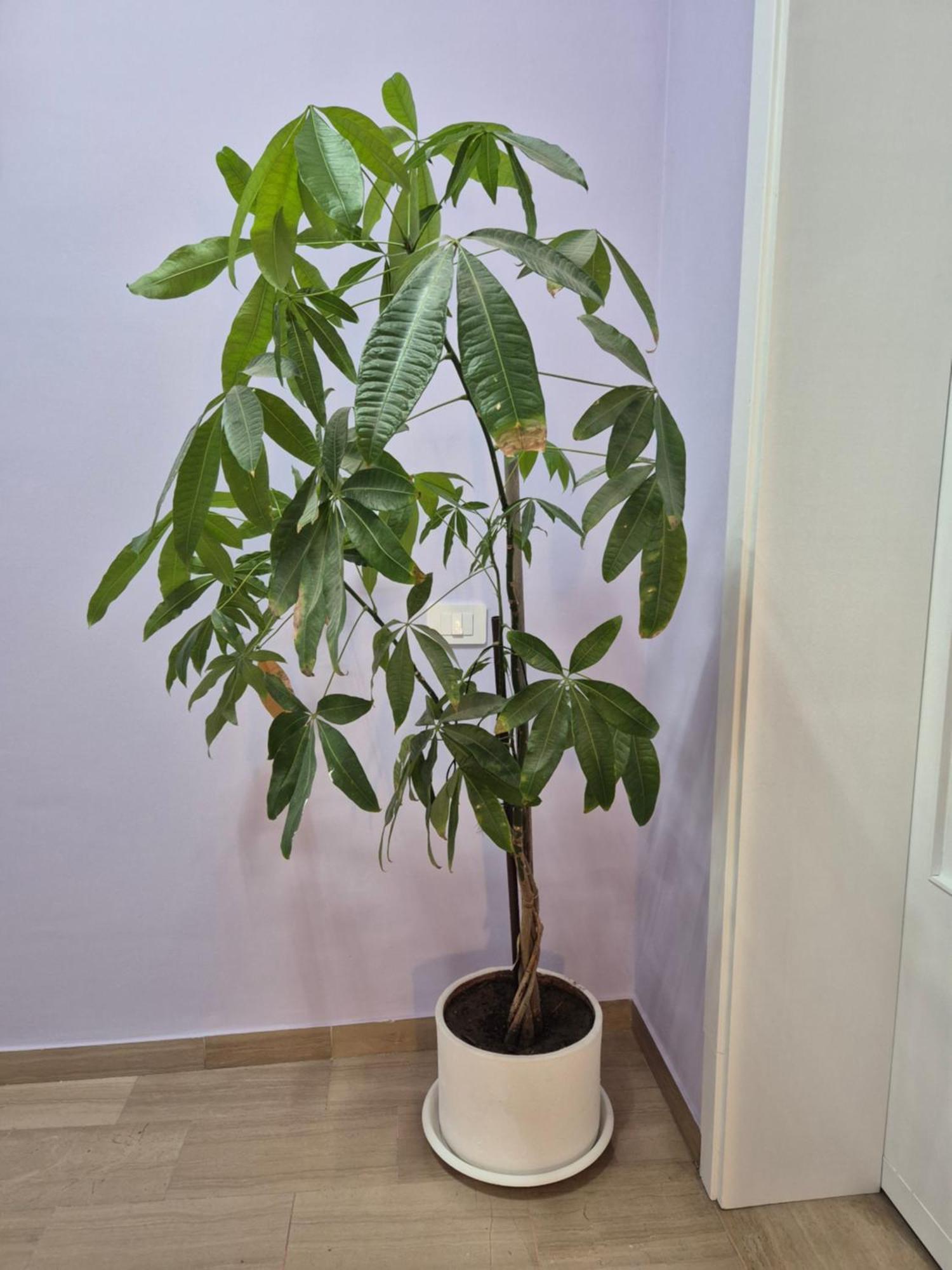 Il Sogno Degli Angeli Apartment ซานตามาเรียเดกลิอันเจลิ ภายนอก รูปภาพ